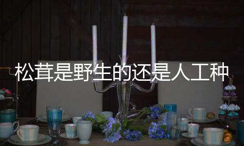 种的松茸是野生的人工还是